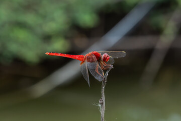 close up of a red dragonfly