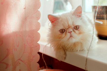 Portrait of a white Persian cat on the windowsill in the room.