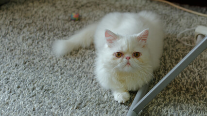 Portrait of a white Persian kitten in a room.