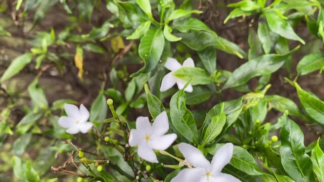 Jasminum sambac plant with white jasmine flowers and green leaves in garden sunlight
