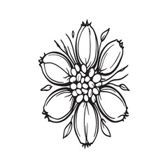 Mung Beans Hand Drawn Line Art Vector Illustration