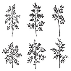 Moringa leaf botanical illustration in elegant line art style