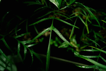 close up of Philodendron polypodioides leaves, tropical plants, indoor garden, dark foliage...