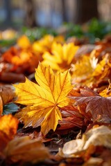 Autumn Fallen Leaves