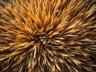 Fototapeta premium Close-up view of dried plant fibers bathed in golden sunlight