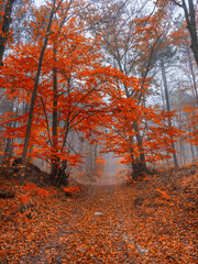 colorful autumn forest in the mist