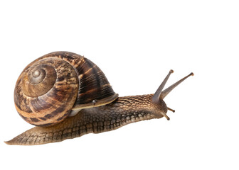 Snail isolated on white background