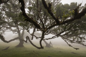 Mystic tree in fog on Fanal, Madeira, Portugal