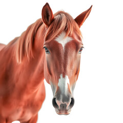 Fototapeta premium Beautiful brown horse head portrait, isolated on white with a flowing mane