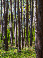 green forest in spring time