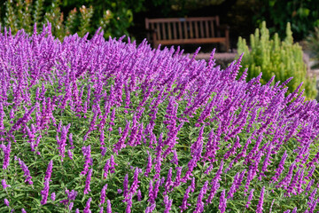 Blooming Mexican bush sage in the Royal Tasmanian Botanical Gardens - Hobart, Tasmania, Australia