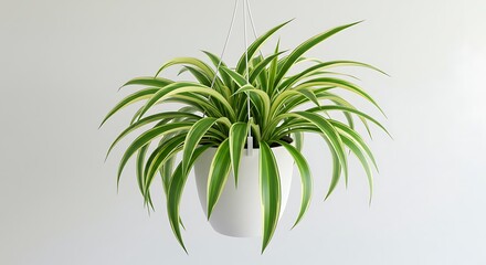 Hanging spider plant in white pot