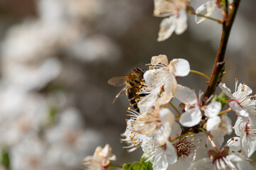 A Bee Engaging in Pollinating Beautifully Blooming Cherry Blossoms During the Spring