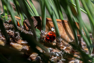 A captivating closeup photograph features a vibrant ladybug nestled among soft pine needles