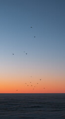 Obraz premium Serene Sunset Landscape Birds in Flight over Frozen Field Winter Sky