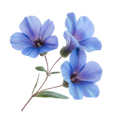 blue flax flower illustration on white background.