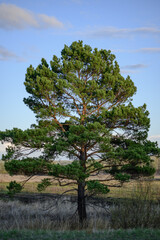 Obraz premium A lonely pine tree in a field