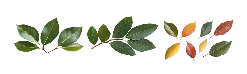 Fototapeta premium bay laurel leaves, green and fall colors, isolated on black