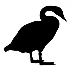 Swan Silhouette - Black and W...