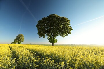 Blooming chestnut tree in a rapeseed field on a spring morning, Poland