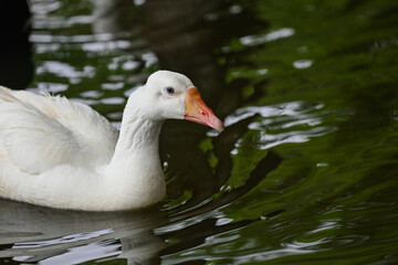 A Serene White Goose in the Water