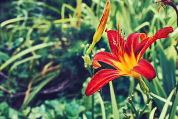 Bright red daylily Burgundy Love,fresh greenery in summer garden