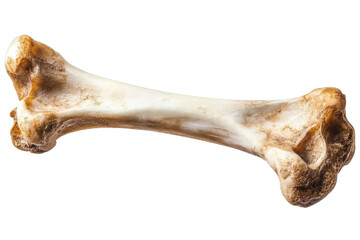 animal bone isolated on transparent background.