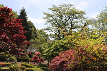 A Japanese garden in spring.