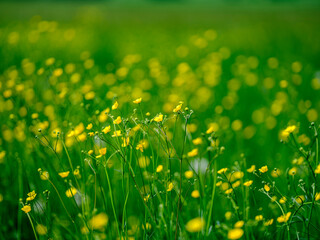 yellow flowers in green grass