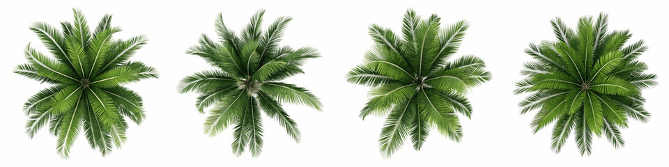 Overhead view of four palm trees isolated on transparent background