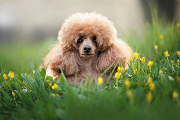 cute miniature poodle dog lying on grass in spring