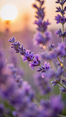 Fototapeta premium Lavender Flowers with Dewdrops in Soft Morning Light for Nature Blogs, Herbal Remedies, Wellness Websites, and Botanical Art