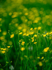 yellow flowers in green grass