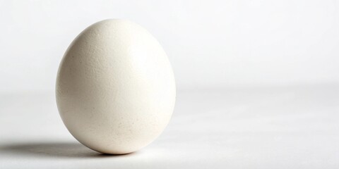 Single white chicken egg isolated on a bright white background