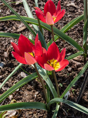 Close-up of Dwarf tulip (Tulipa humilis) 'Red beauty' flowering with Pinkish red flowers with a silvery-green sheen on the outside in spring