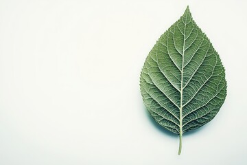 A single, green leaf with prominent veins rests on a white background
