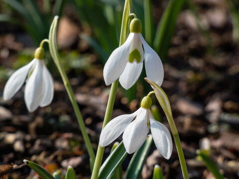 White flowers of the Pleated snowdrop (Galanthus plicatus) growing in the garden in bright sunlight in early spring
