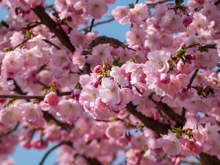 Cherry blossom or japanese pink sakura flowering with pink flowers in spring