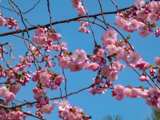 Cherry blossom or japanese pink sakura flowering with pink flowers in spring
