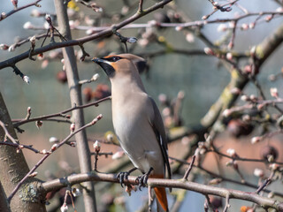 Bohemian waxwing (Bombycilla garrulus) with grey plumage, black markings, pointed crest sitting on...