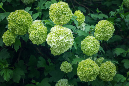 Vibrant Viburnum buldenezh blooms in lush green setting