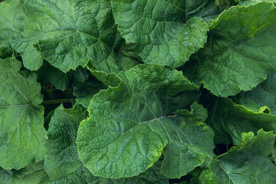Close-up view of greater burdock leaves, nature texture