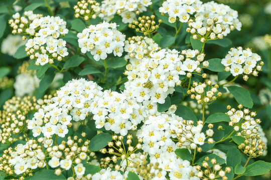 Vibrant Spiraea arguta blooms in lush green setting