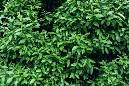 Dense leaves of wild privet filling the frame