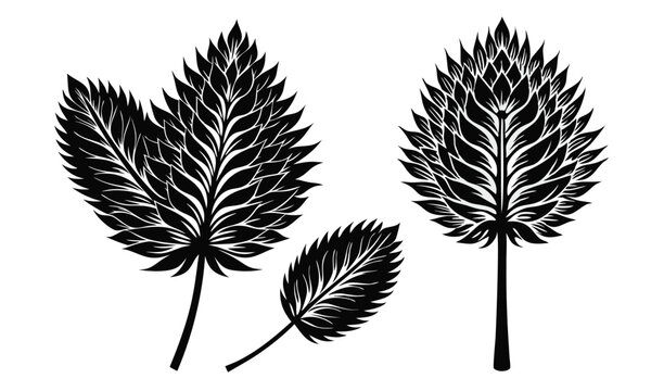 Feathery plume flowers ptilotus and mulla mulla botanical illustration