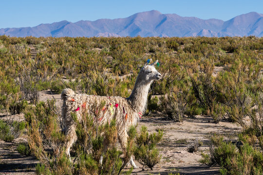 Decorated llama roaming freely in La Puna, Altiplano