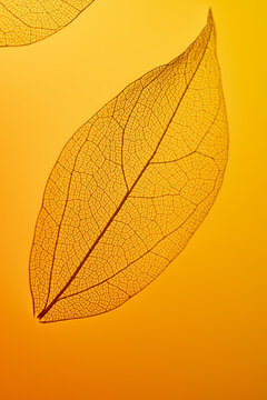 Close-up of leaf with intricate skeleton texture