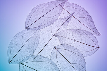 Delicate skeleton textures of overlapping leaves