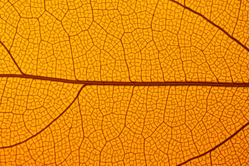 Close-up view of intricate leaf skeleton textures