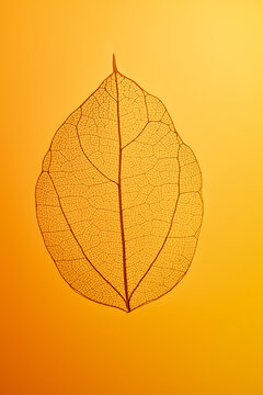 Intricate leaf skeleton against warm background